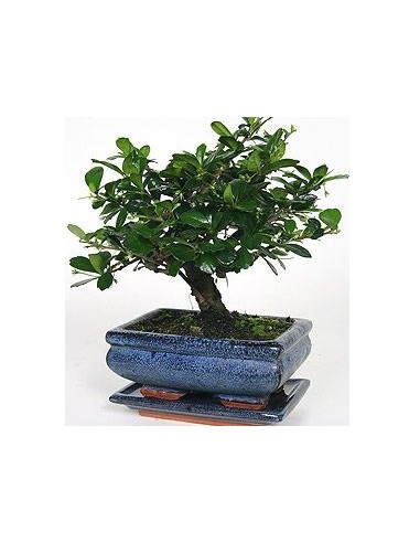 Bonsai