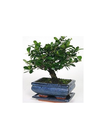 Bonsai