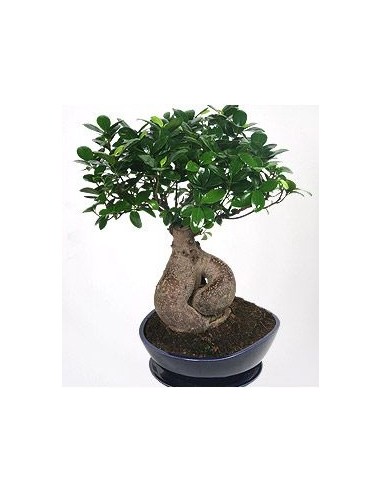 Bonsai