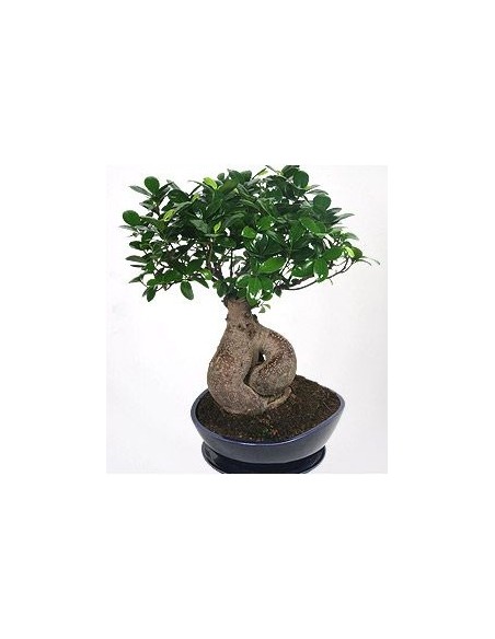 Bonsai