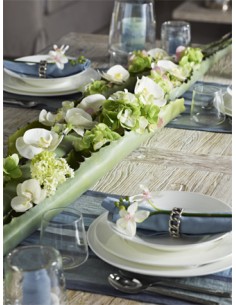 Cabezas de phalaenopsis