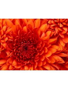 UE - Escoba para césped 2